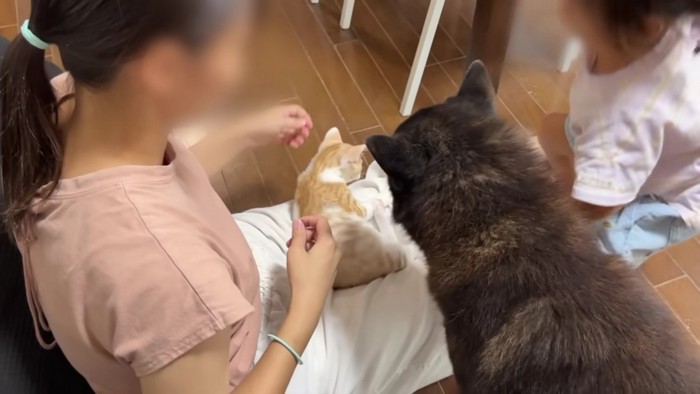 膝に乗る猫