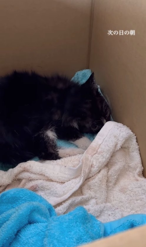 段ボールの隅で伏せている子猫