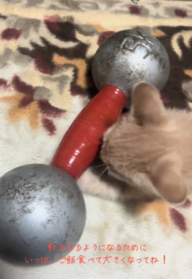 ダンベルを見る猫