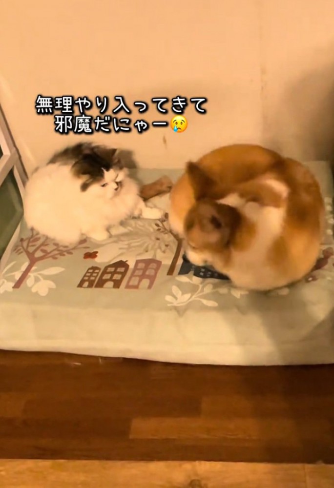 凝視する猫