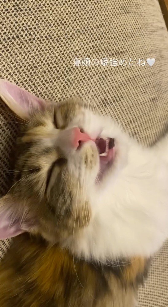 気持ち良さそうに眠る猫