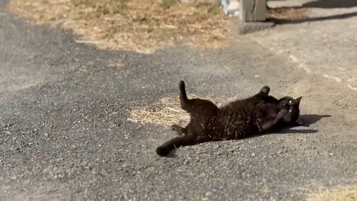 ひっくり返る天くん