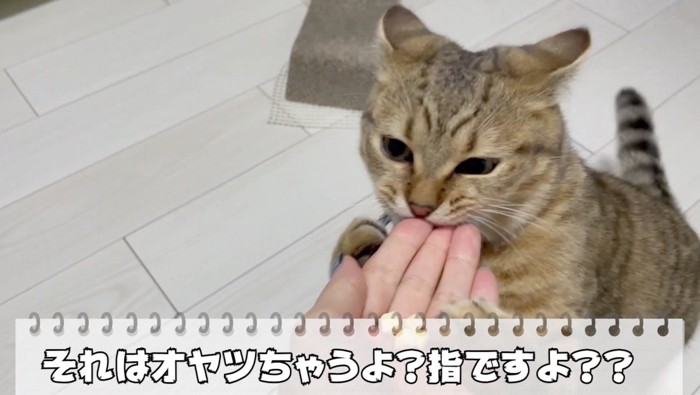 ツッコミを入れる飼い主さん