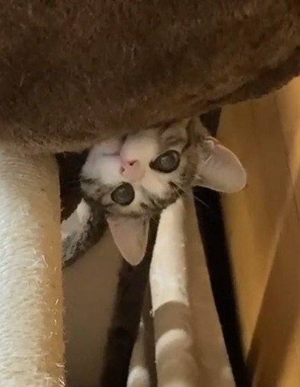 顔を出す猫（アップ）