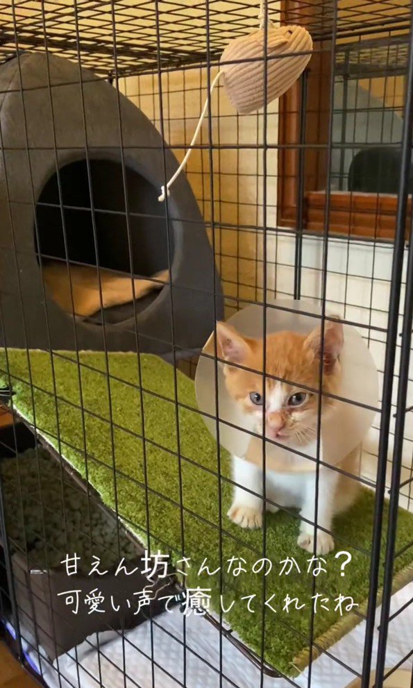 ケージの中の子猫