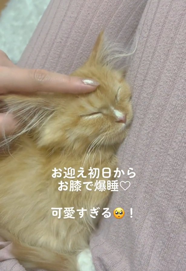 爆睡する猫