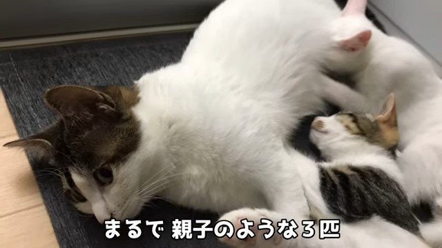 猫のお乳を吸う白猫