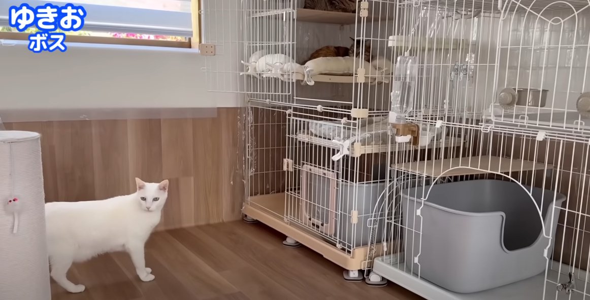 ケージの近くに白猫