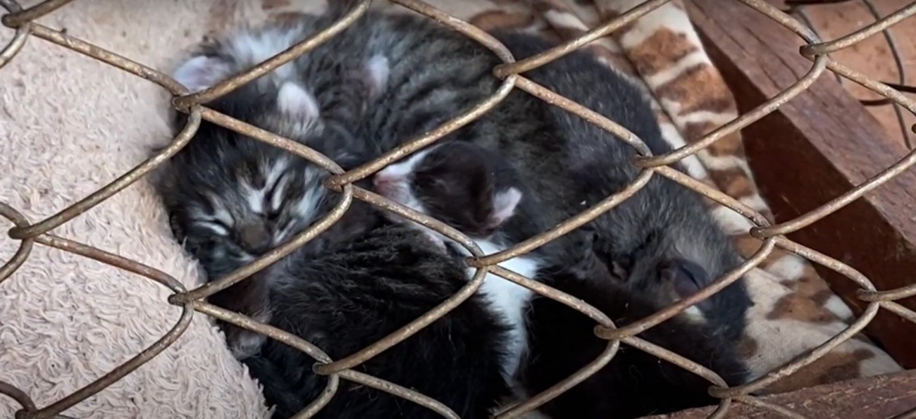 眠っている子猫たち
