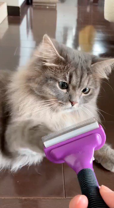 飼い主が持っているブラシに前足を伸ばす猫