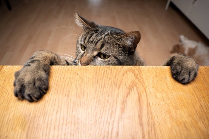 テーブルから何かを取ろうとする猫