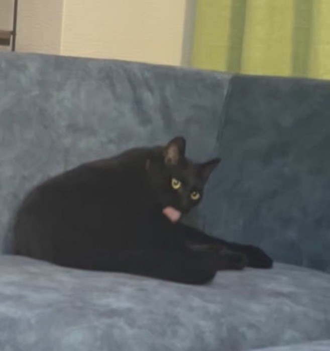 胸の周りを毛繕いする猫