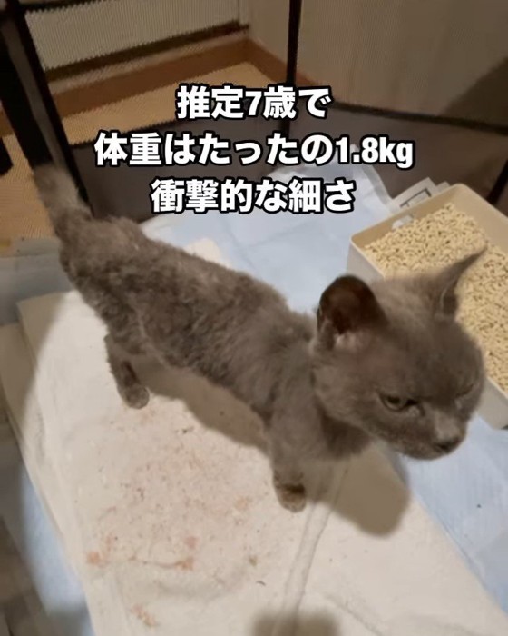 ソフトケージの中にいる猫