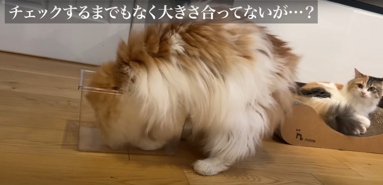 同居猫を見守る猫