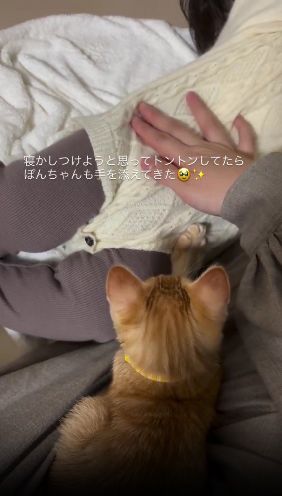 赤ちゃんを寝かしつける子猫