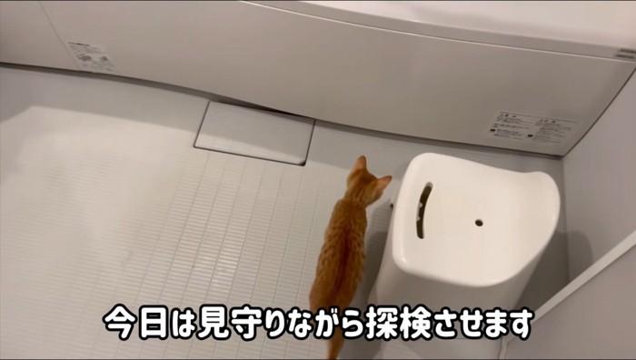 浴室に入る猫
