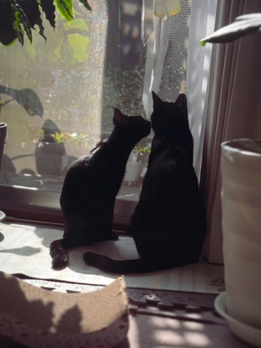 並んで座る2匹の猫