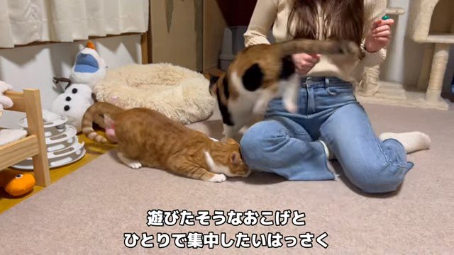 女性の足の下に頭を入れようとする猫と足を飛び越える猫