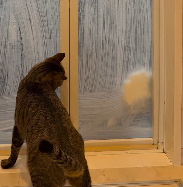 猫の反応に合わせて手を動かす飼い主