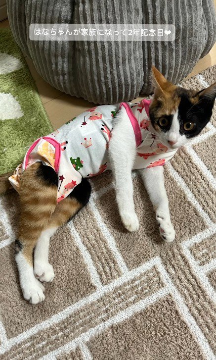 服を着た猫