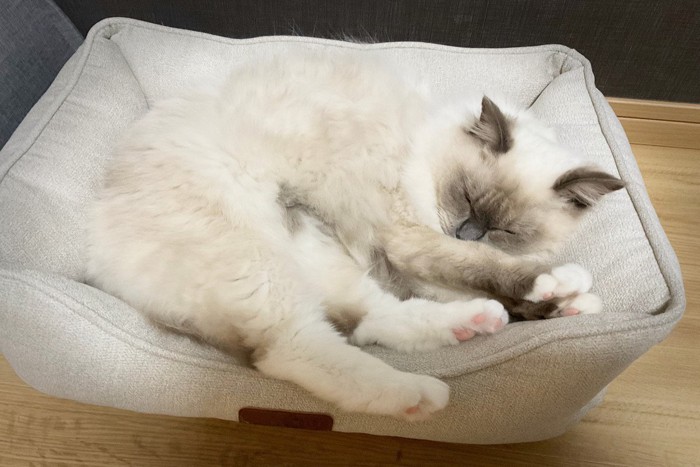 ベッドで気持ちよさそうに寝ている猫