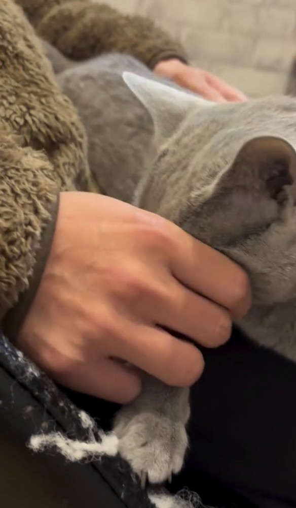 人の手に顔を突っ込む猫の写真