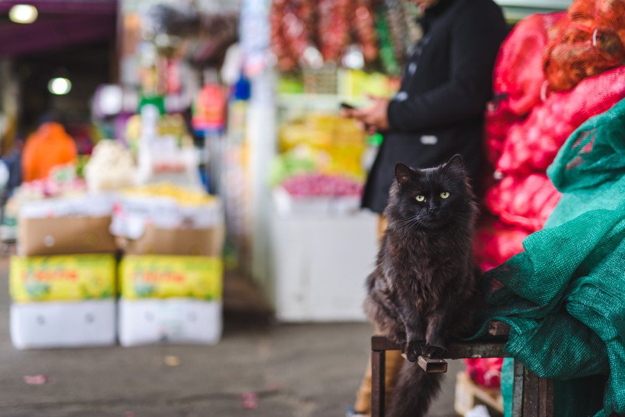 店の入口にたたずむ猫