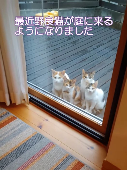 外にいる4匹の猫