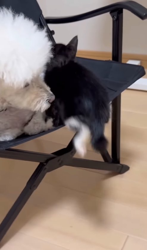 マルプーが乗っている椅子によじ登る子猫