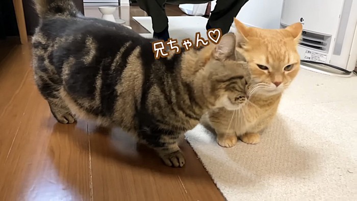 レッド系マンチカンに頭をすり付けるブラウン系マンチカン