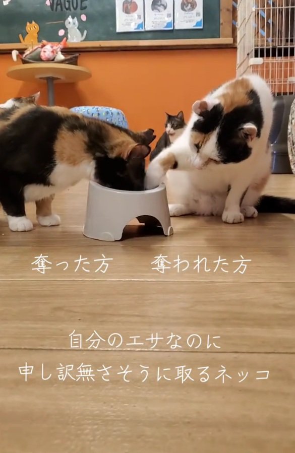 手を伸ばす猫