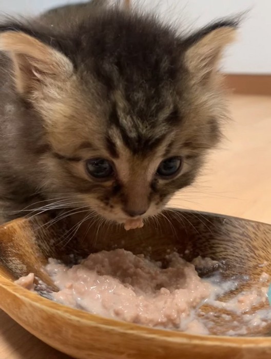 離乳食を食べる子猫