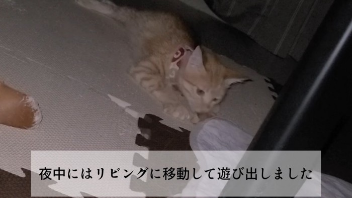 前足を伸ばす猫