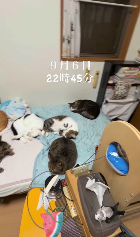 熟睡する猫