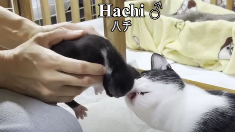 子猫を嗅ぐ猫