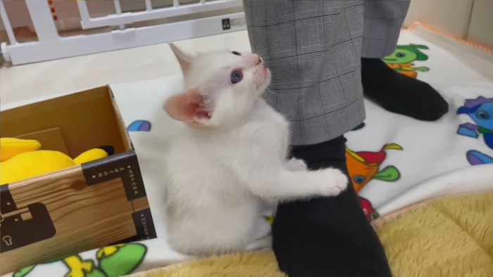 見つめてミャー