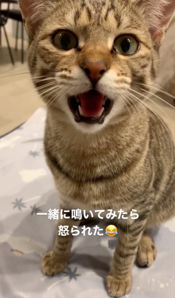 抗議する猫