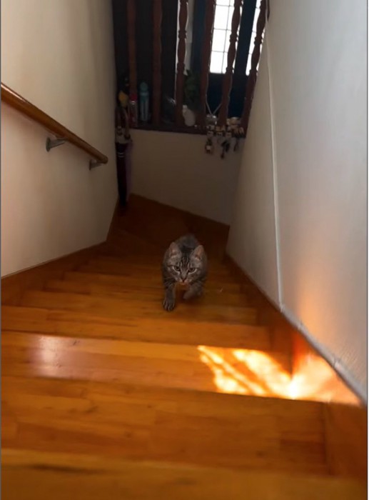 階段を駆け上がる猫