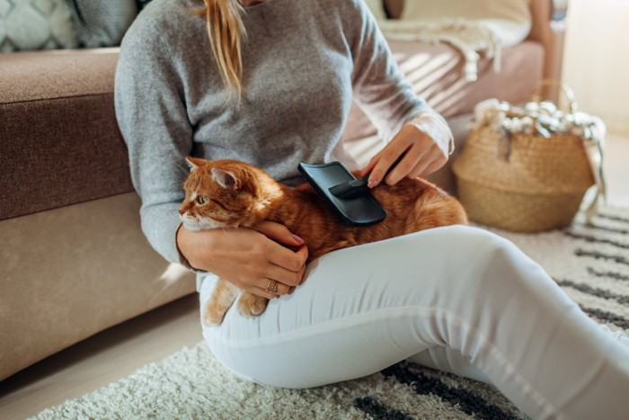 ヒザの上でブラッシングされている猫