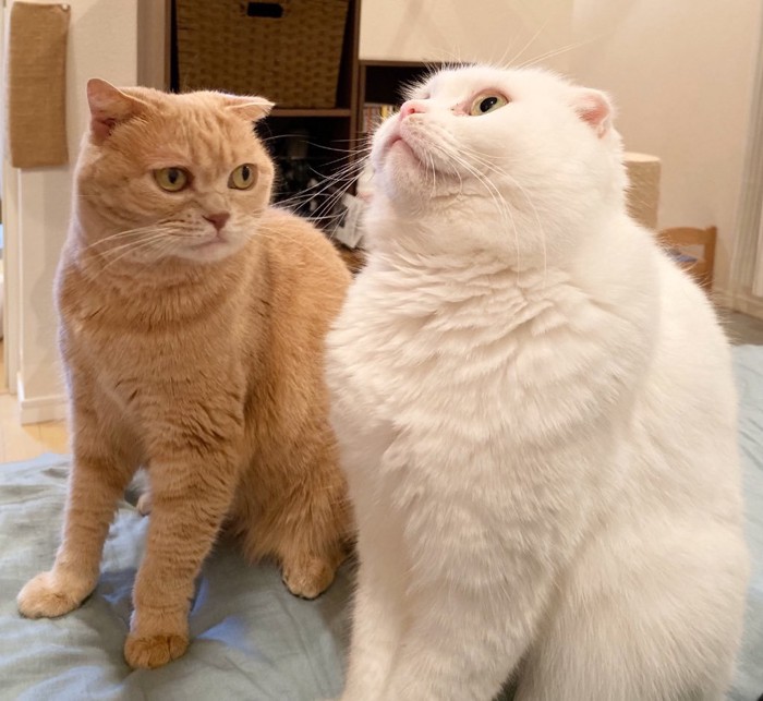 上を向いている白猫の横顔を見つめる茶トラ猫