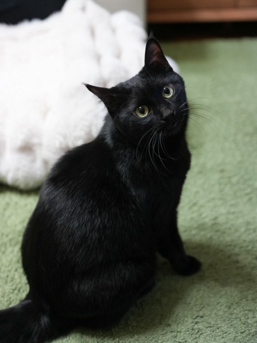 振り向きながら首をかしげて見上げる黒猫