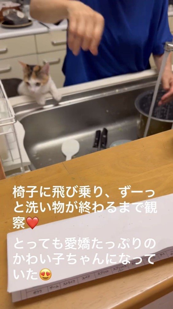 シンクを覗く猫