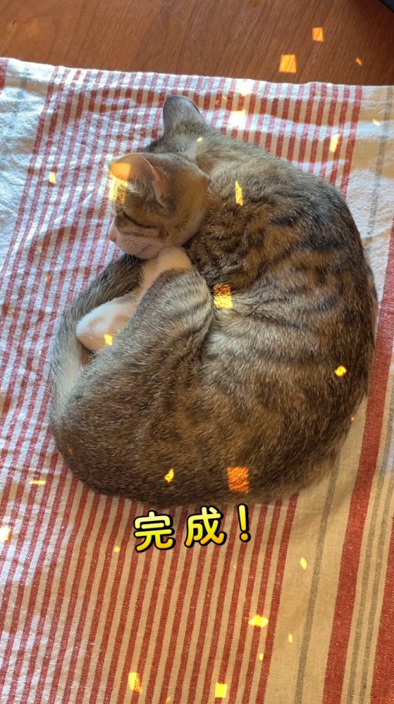 布の上で眠る猫