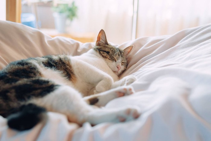 リラックスする猫