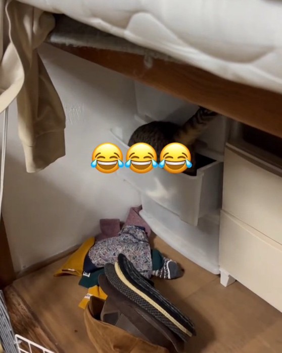 中に入ろうとする猫