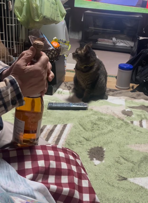 よそ見するノラくん