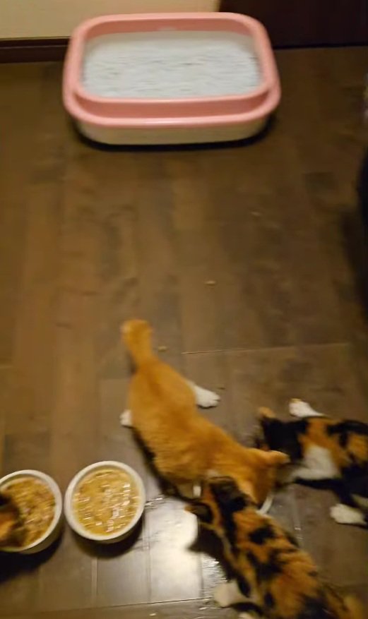 1つのご飯に群がる3匹の子猫