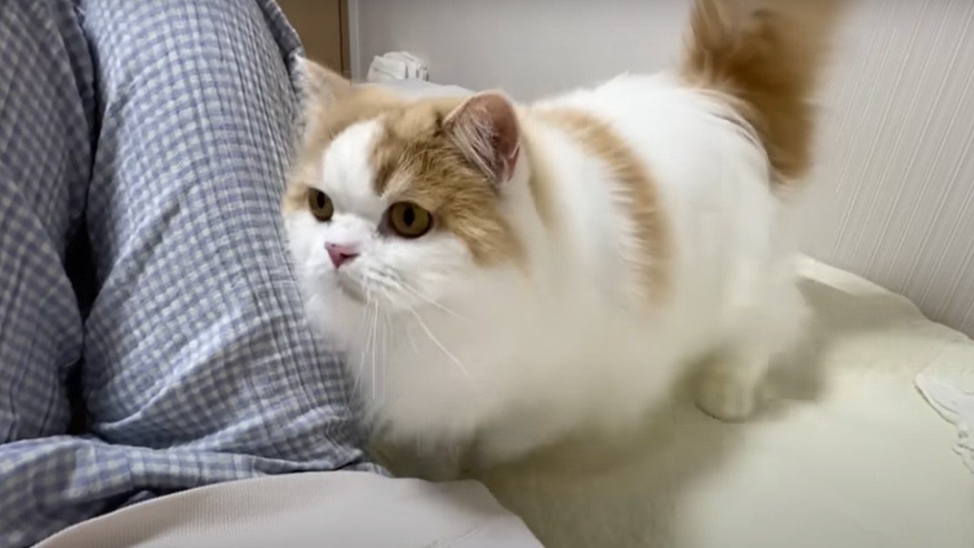 ベッドの上の猫