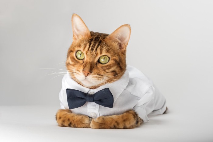 蝶ネクタイをつけた猫