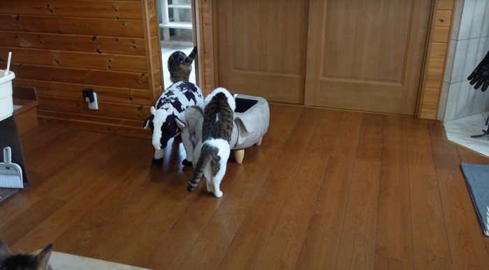 ゾウに入ろうとする猫